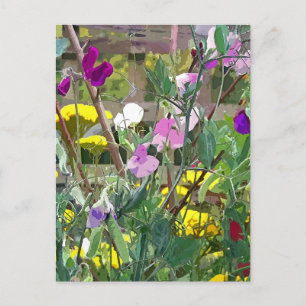 SWEET PEAS POSTCARD