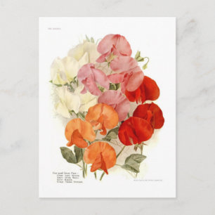 Sweet Peas Postcard