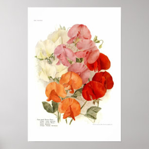 Sweet Peas Poster
