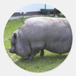 Sweet Piggy | Animal Farm Classic Round Sticker
