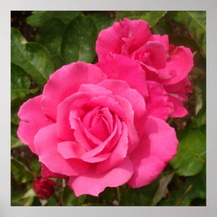 Sweet Pink Roses Poster