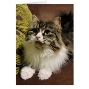 Sweet Portrait of a Siberian Cat