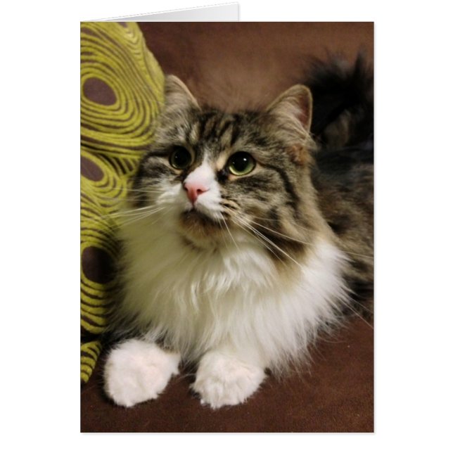 Sweet Portrait of a Siberian Cat (Front)