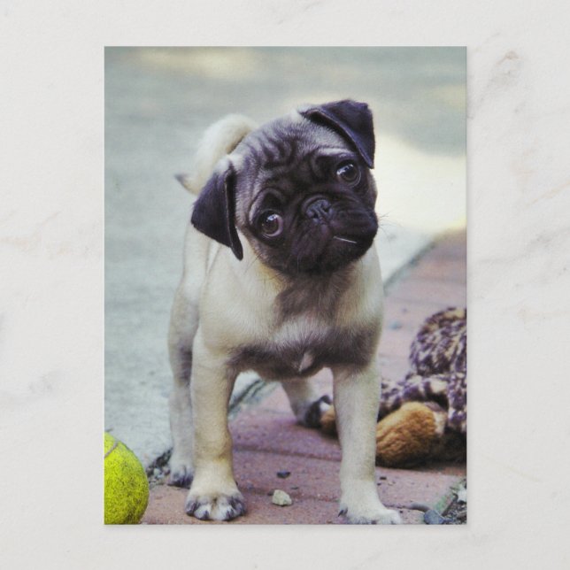 Sweet Pug Puppy "Puppy Love" Postcard (Front)