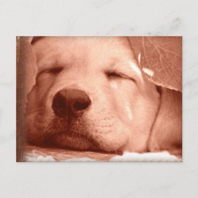 Sweet Puppy - Adopt a Dog Postcard (Front)
