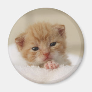 Sweet puppy kitty magnet