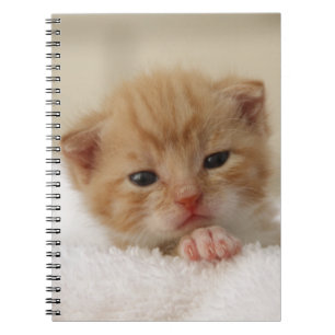 Sweet puppy kitty spiral notebook