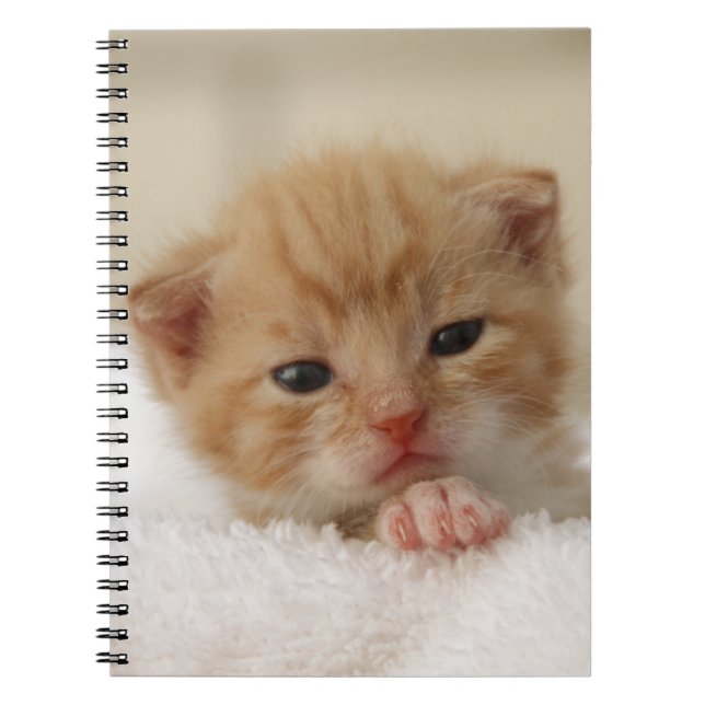 Sweet puppy kitty spiral notebook (Front)