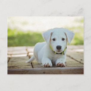 Sweet Puppy with your text Postcard