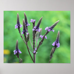 Sweet Purple Vervain Wildflower Poster