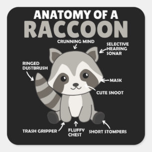 Sweet Racoon Explanation Anatomy Of A Racoon Square Sticker