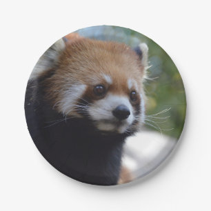 Sweet Red Panda Bear Paper Plate