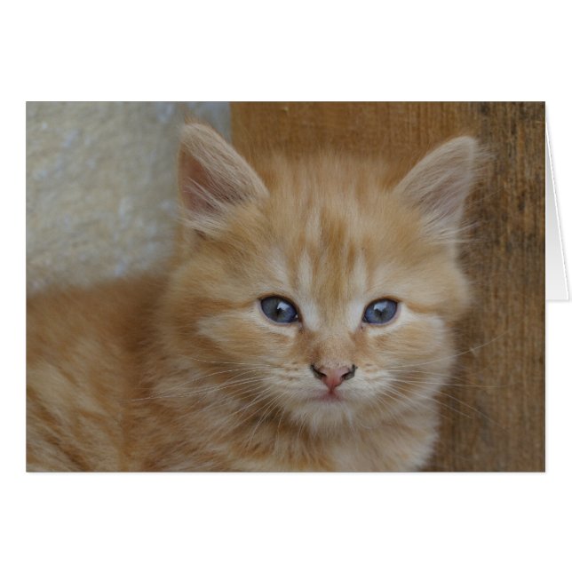 Sweet Red Tabby Tomcat Kitten (Front Horizontal)