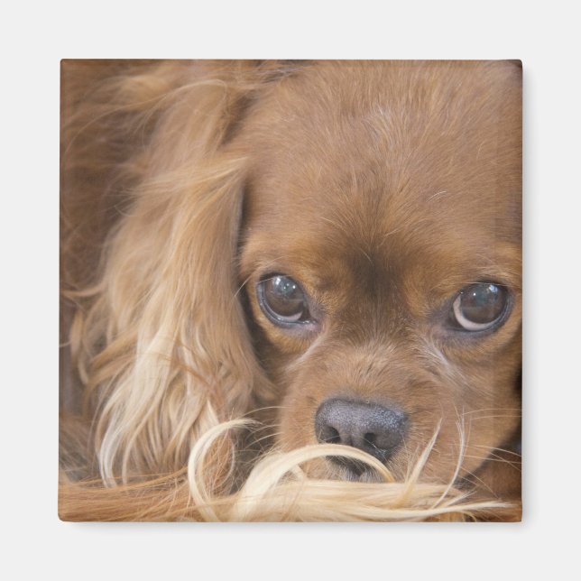 Sweet Ruby Cavalier King Charles Spaniel Magnet (Front)