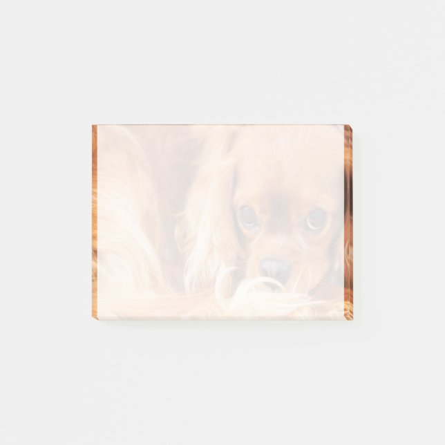 Sweet Ruby Cavalier King Charles Spaniel Post-it Notes (Front)