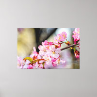 Sweet Sakura Flowers In The Garden In Springtime