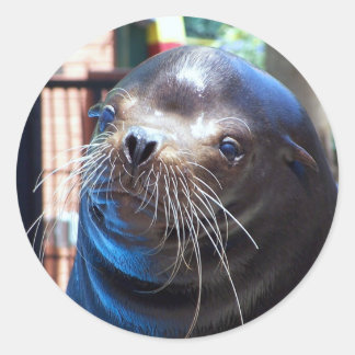 Sweet Sea Lion Classic Round Sticker