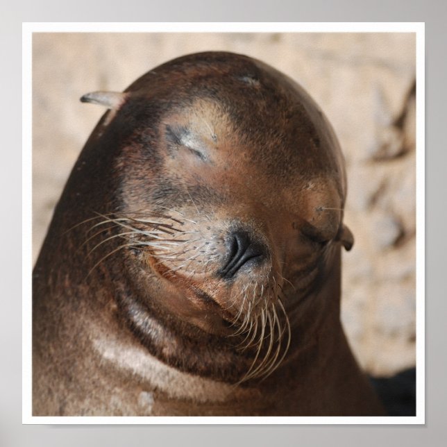 Sweet Sea Lion Poster (Front)
