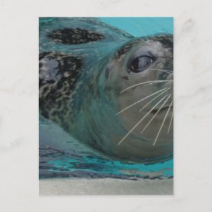Sweet Seal Postcard