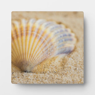 Sweet Seashell Plaque