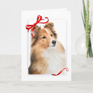 Sweet Sheltie Christmas Card