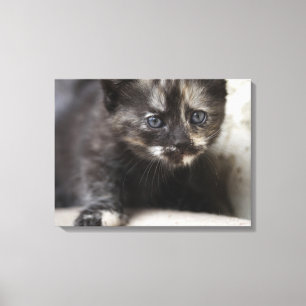 Sweet Shy Tortoiseshell Baby Canvas Print