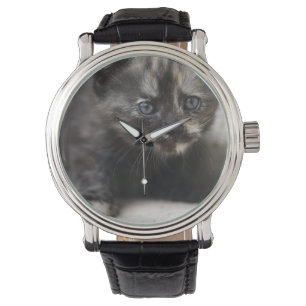 Sweet Shy Tortoiseshell Baby Watch