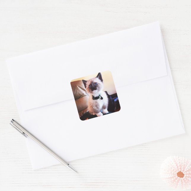 Sweet Siamese Kitten Photo | Animal Photography Square Sticker (Envelope)