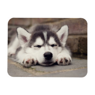 Sweet Siberian Husky Puppy Sleeping Magnet