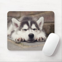 Sweet Siberian Husky Puppy Sleeping