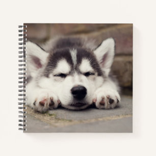 Sweet Siberian Husky Puppy Sleeping Notebook