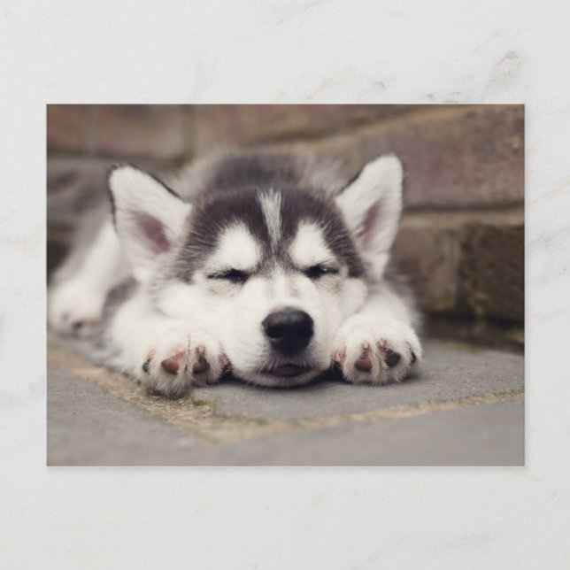Sweet Siberian Husky Puppy Sleeping Postcard (Front)