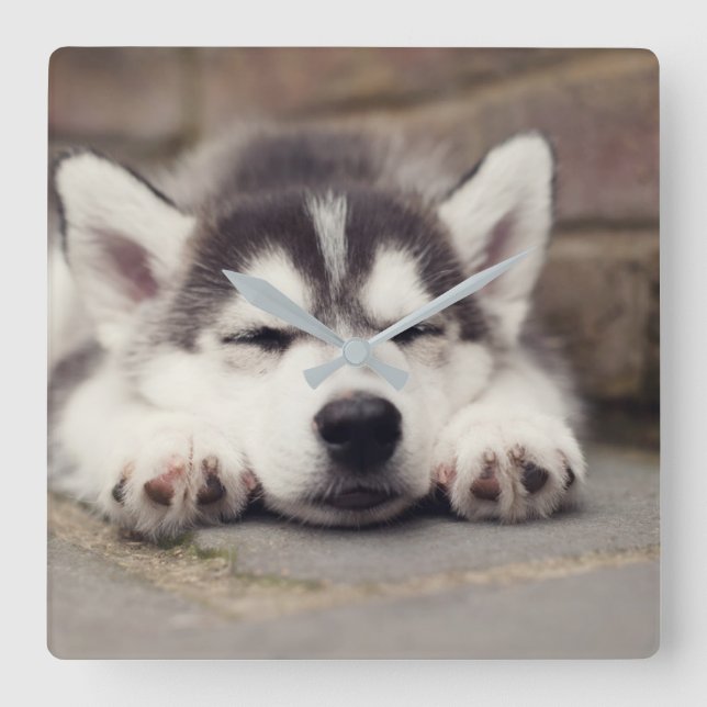 Sweet Siberian Husky Puppy Sleeping Square Wall Clock (Front)
