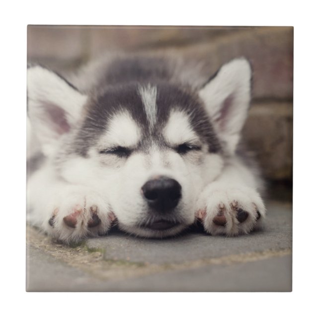 Sweet Siberian Husky Puppy Sleeping Tile (Front)