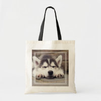 Sweet Siberian Husky Puppy Sleeping