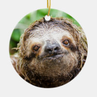 Sweet Sloth