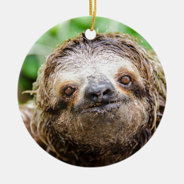 Sweet Sloth Ceramic Tree Decoration (Front)