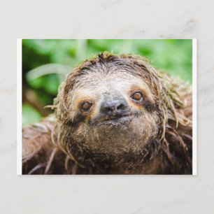 Sweet Sloth Postcard