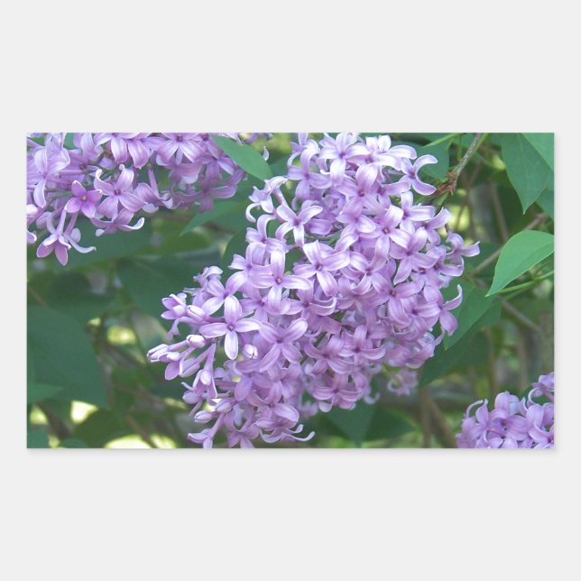 Sweet Smelling Lilacs Rectangular Sticker (Front)