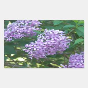 Sweet Smelling Lilacs Rectangular Sticker