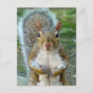 Sweet Squirrel Face Postcard