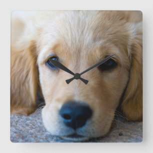 Sweet, Sweet Puppy Square Wall Clock