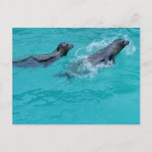 Sweet Swimming Seals Couple Postcard