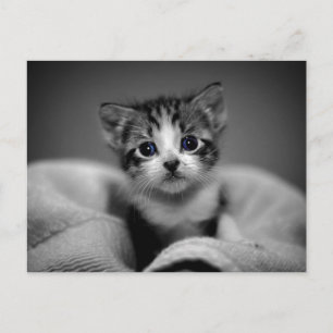 Sweet Tabby Kitten Postcard