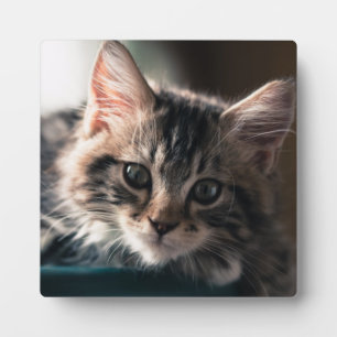 Sweet Tabby Plaque