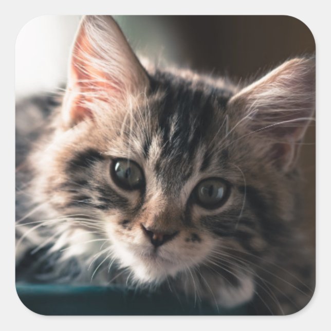 Sweet Tabby Square Sticker (Front)