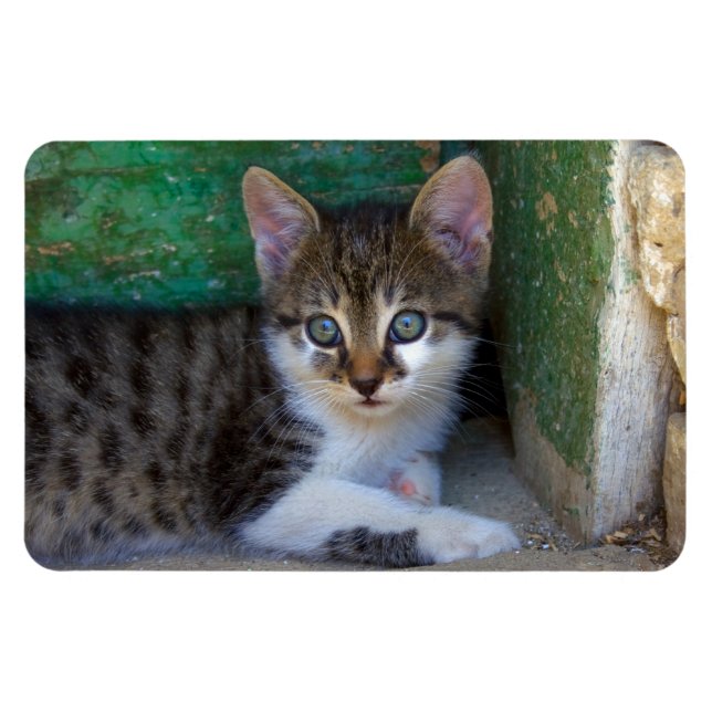 Sweet Tiger Cat Baby Magnet (Horizontal)