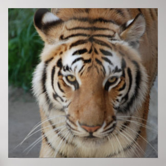 Sweet Tiger Poster