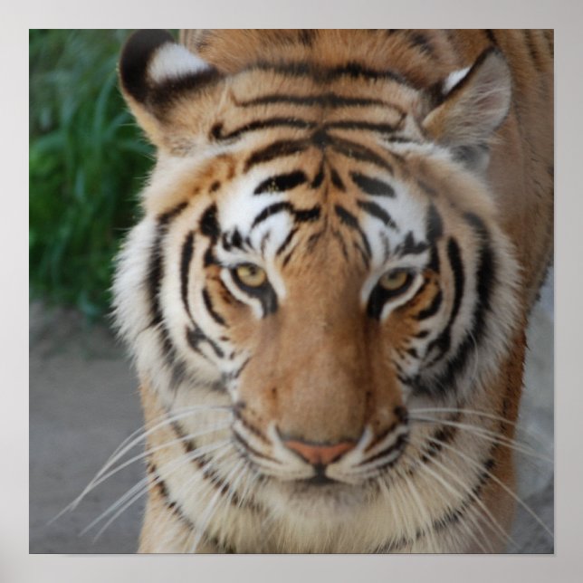 Sweet Tiger Poster (Front)