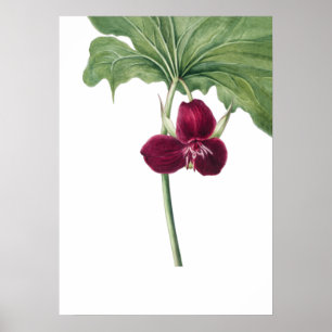 Sweet Trillium Art Print by Mary Vaux Walcott